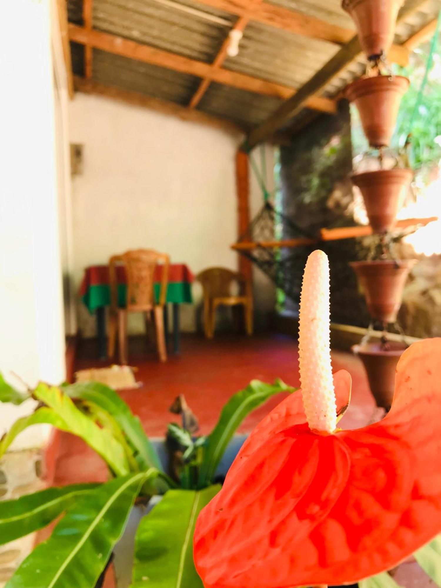 Ella Jungle Inn Homestay And Tree House Dış mekan fotoğraf