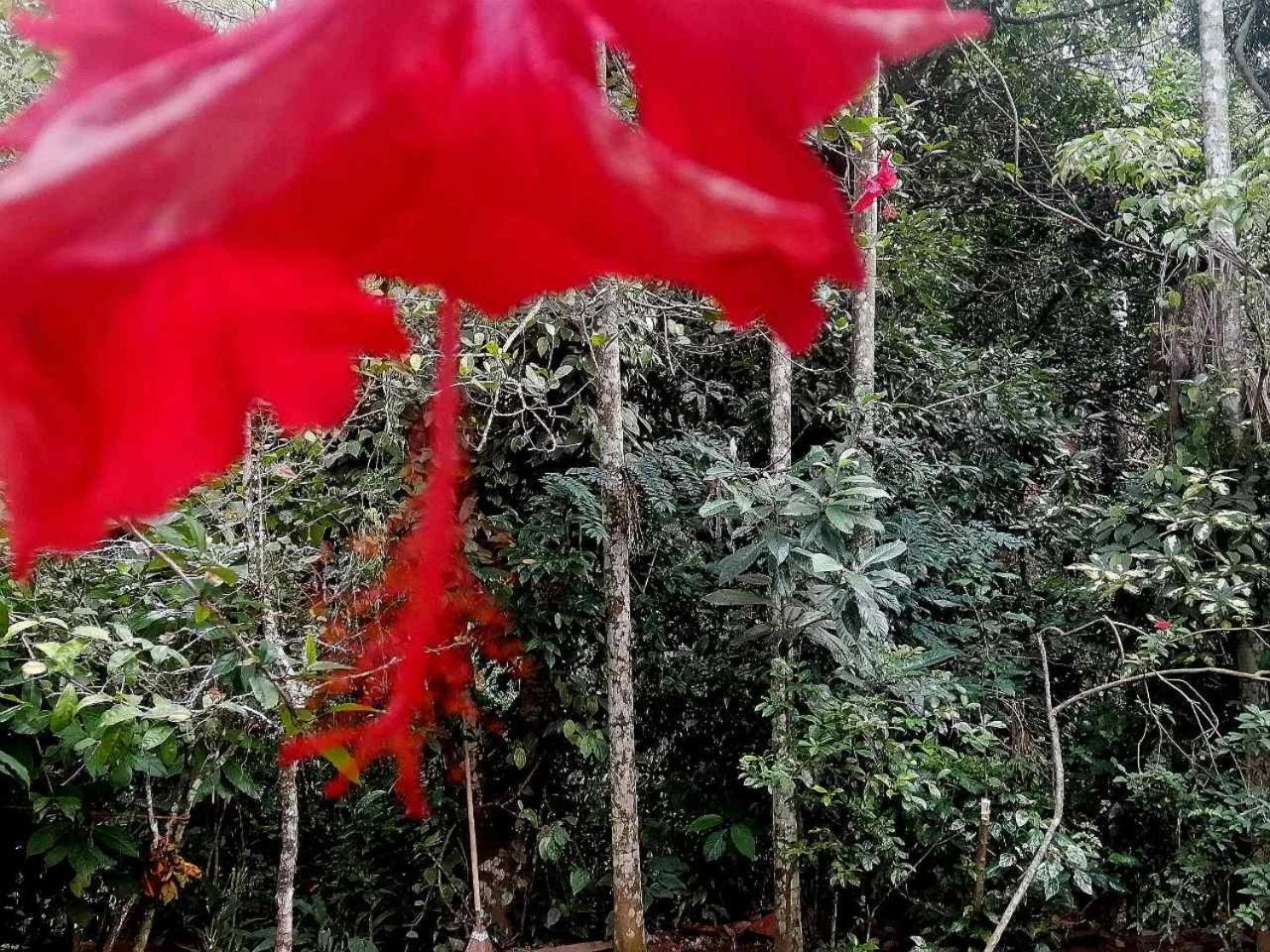 Ella Jungle Inn Homestay And Tree House Dış mekan fotoğraf
