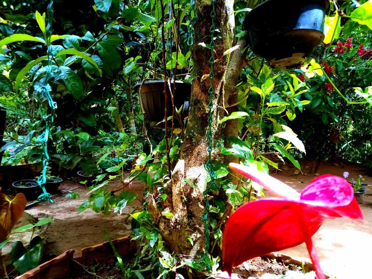Ella Jungle Inn Homestay And Tree House Dış mekan fotoğraf