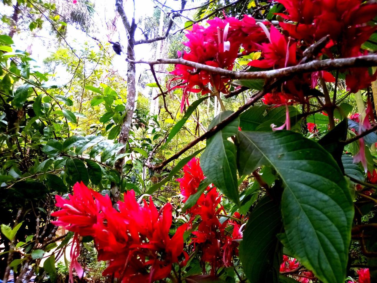 Ella Jungle Inn Homestay And Tree House Dış mekan fotoğraf